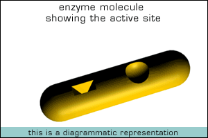 Enzymes in action